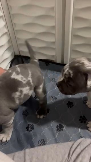American Bully in Winter Haven, Florida