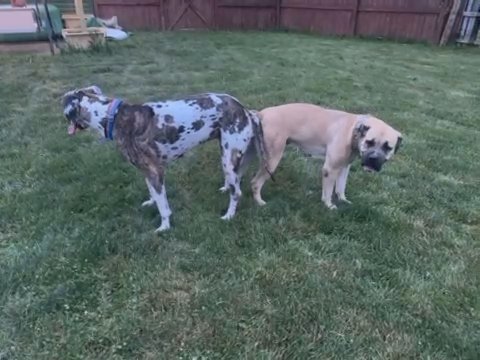 Boerboel X Great Dane Pups On The Way in Columbus, Ohio