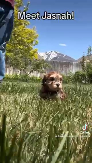 SOLD! — Jasnah — Queen Of Alethgar - Sable Red Female in Spanish Fork, Utah
