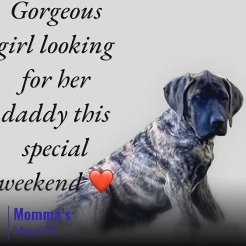 English Mastiffs in Medina, Ohio