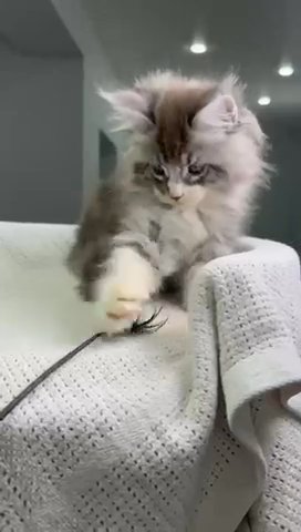 Maine Coon X’ray in Philadelphia, Pennsylvania