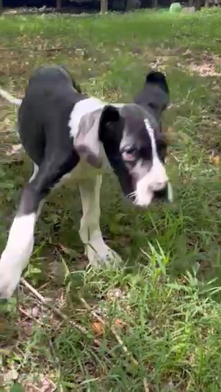 Britches Akc Great Dane in Gastonia, North Carolina
