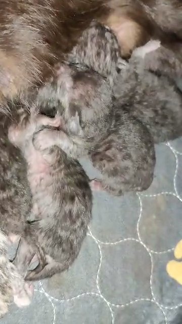F5 Savannah Cats in Spokane, Washington