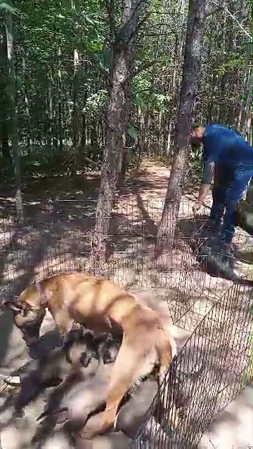 Working line Belgian Malinois puppies in Danville, Virginia