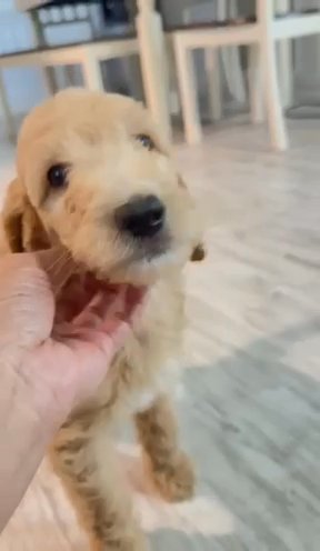 Orange Collar Boy in Palm Bay, Florida