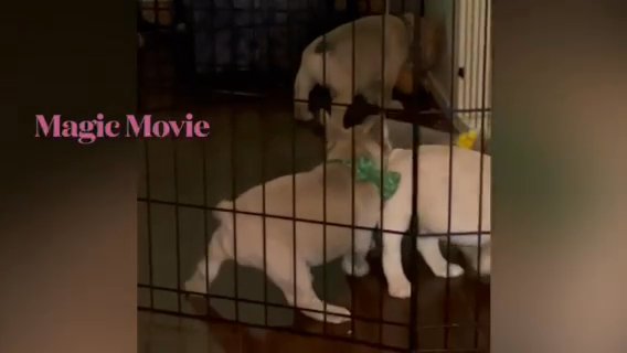 Frenchies At Play in Oklahoma City, Oklahoma
