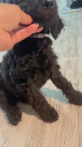 Grey Collar Boy in Palm Bay, Florida