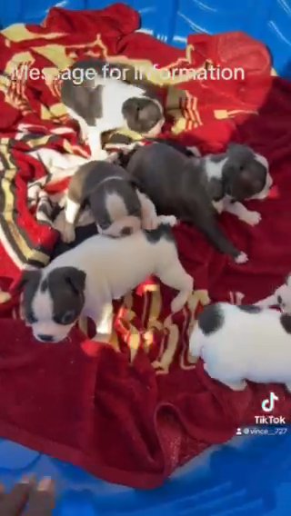AKC Boston terrier puppies in Ocala, Florida