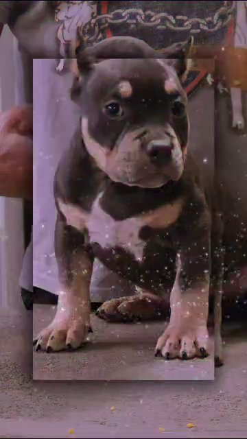 Toby, American Bully in Middleburg, Florida