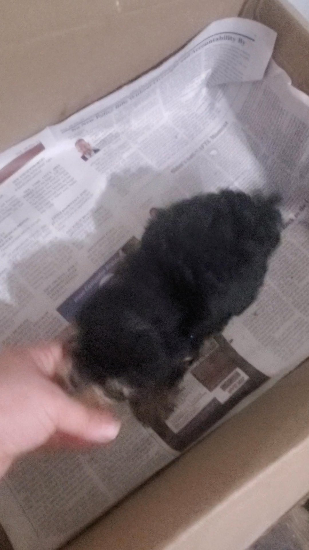 BOY CHI-POO $1650  NYC in New York City, New York