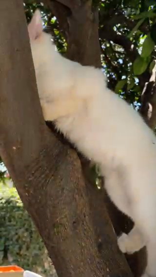 White Kitten in Santa Ana, California