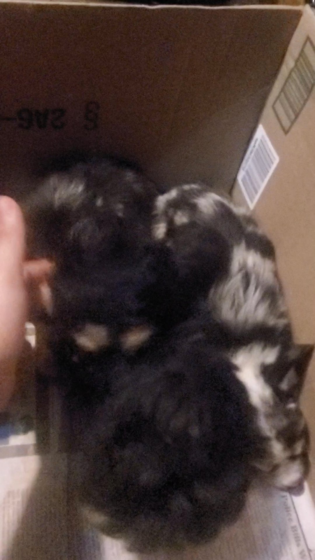 Chihuahua & CHIPOO $1650 in New York City, New York