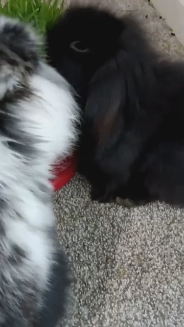 Fuzzy/Mink Holland Lops in Medford, Oregon