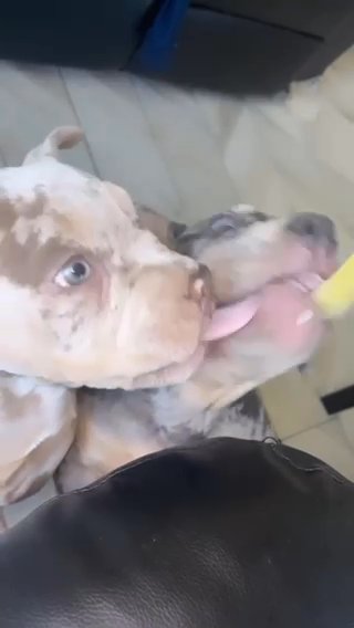 Micro Bully in Dayton, Ohio