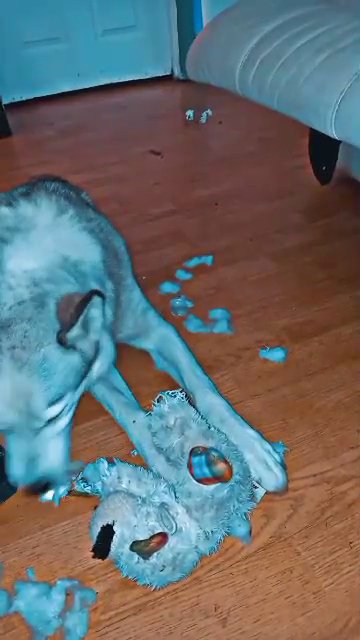 Siberian husky in Kingsport, Tennessee