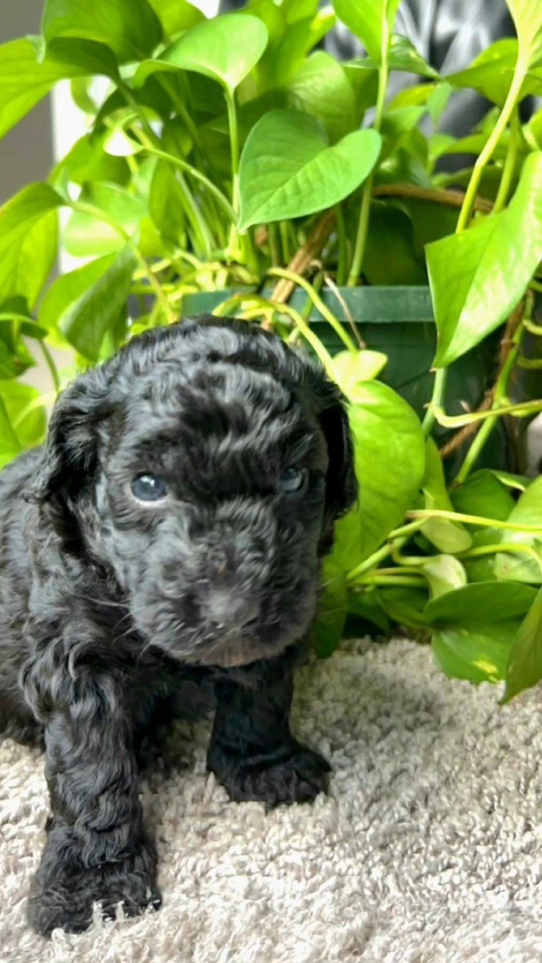 7 Puppies in Orlando, Florida