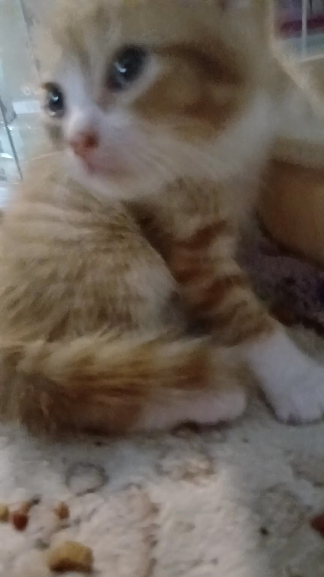 orange kitten male in Greer, South Carolina