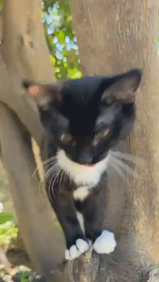 Black Kitten in Santa Ana, California