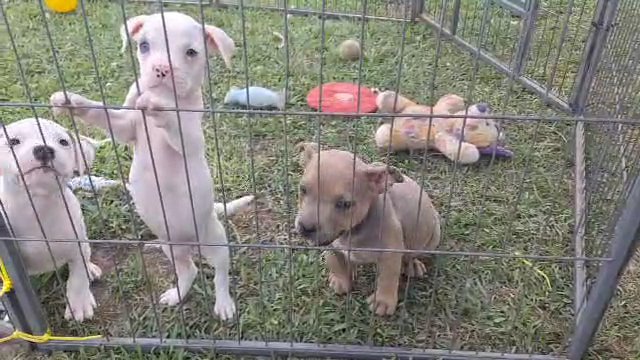 1 pocket bully & 2 pitbull pups in Greenwood, South Carolina