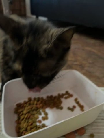 Cat in Santa Ana, California