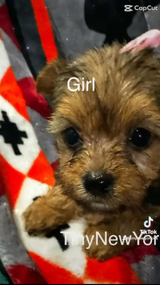 7 Now There Are 6 Yorkies! in New Albany, Indiana