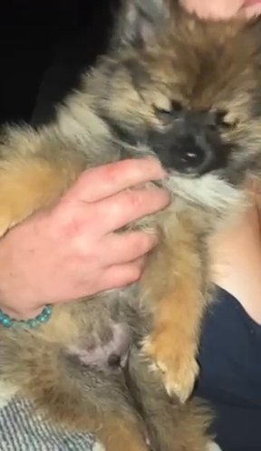 Pomeranian in Cambridge, Maryland