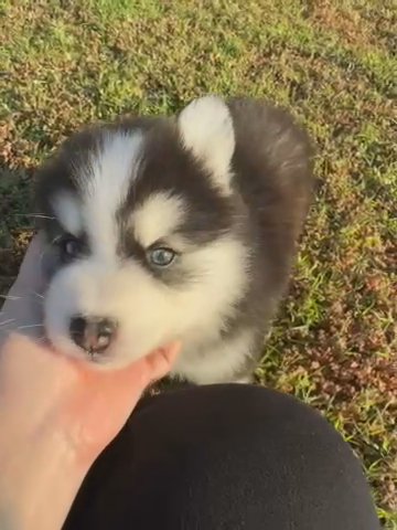 Baby Magnum Enjoying The Sunset in Los Angeles, California