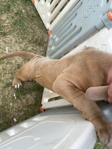 XL American Bully in Florence, South Carolina