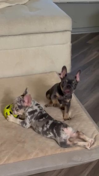 Frenchies in Orlando, Florida