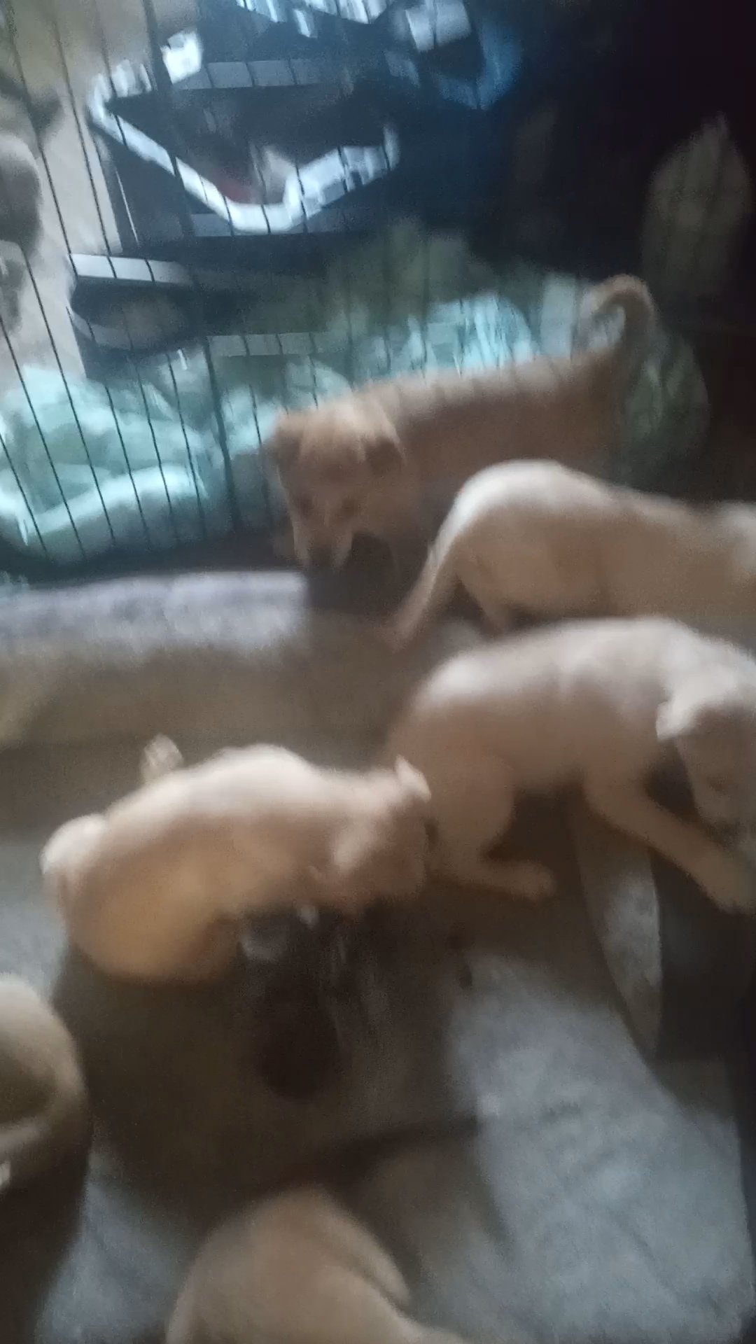 10 wk old wolf hybrid pups in Dayton, Ohio