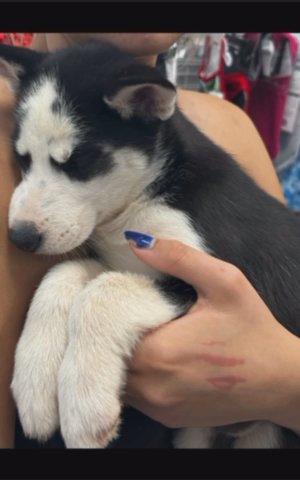 Siberian Huskies 7 Weeks Old in Edmond, Oklahoma