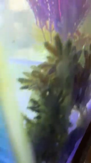 3 Axolotls And Tank in Morristown, Tennessee