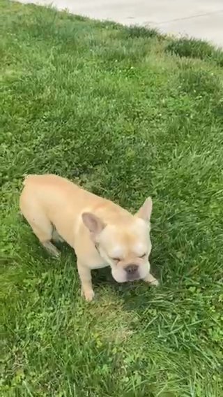2 1/2 Year Old Female AKC French bull in Morristown, Tennessee