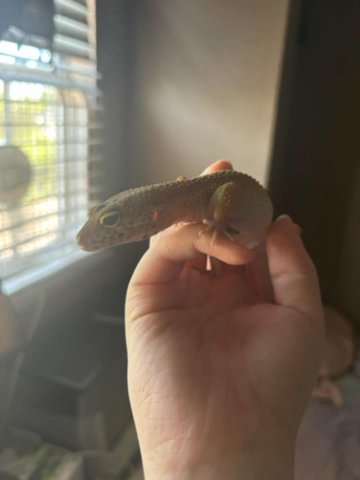 Leopard Geckos Parents With Enclose in Antioch, California