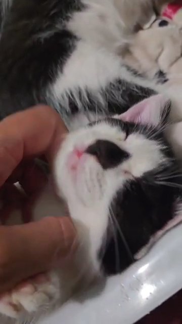 Kittens female in Olympia, Washington