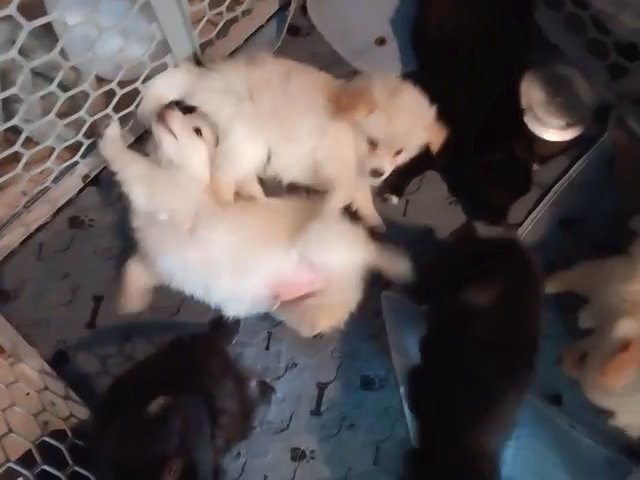 Chihuahua/Eskimo Mix puppies in York (Township), Pennsylvania