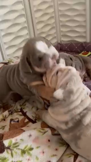 Blossom ? Tiny Lilac bulldog baby ready for furever family in Dallas, Texas