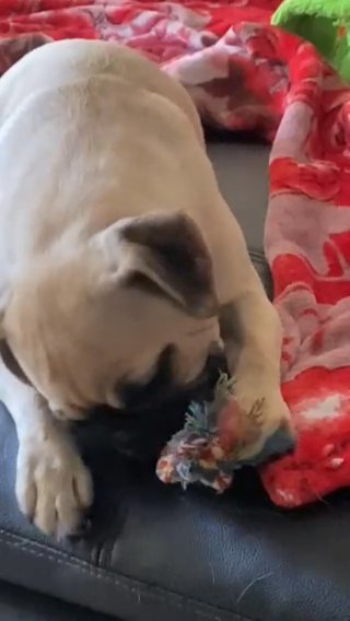 Female Pugs in Orange, California