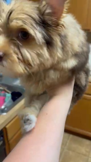 Yorkie Female in College Station, Texas