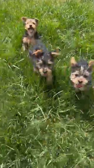 Yorkie Puppies For Sale! in Denver, Colorado