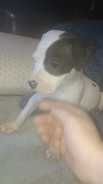 America pit bull in Jackson, Tennessee