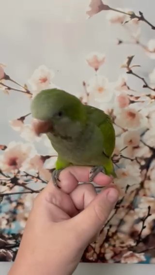 Quaker Parrot in Asheboro, North Carolina