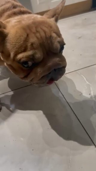 Big Rope Frenchie in Fort Lauderdale, Florida