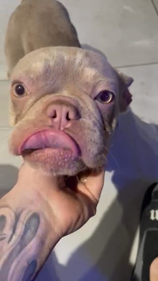 Newshade and Tan Frenchie in Fort Lauderdale, Florida