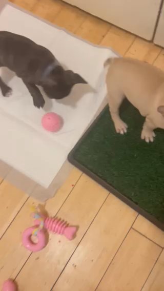 Brindle French Bulldog Puppy in New York City, New York