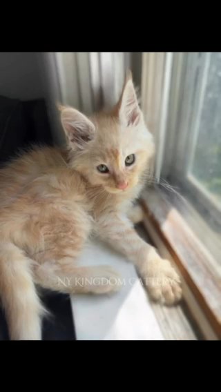 Poly Tica Mainecoons Available in Albany, New York