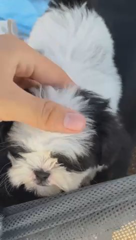 SHIH TZU PUPPIES in Houston, Texas