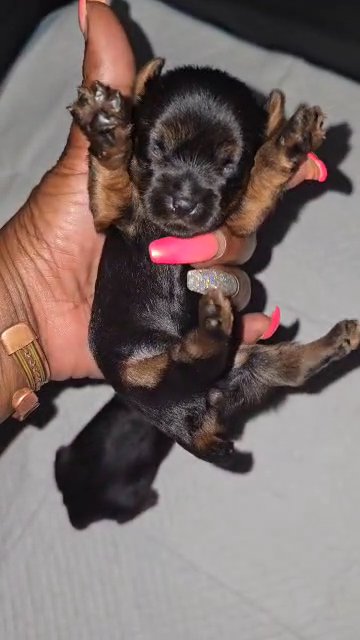 Tiny in Columbia, South Carolina