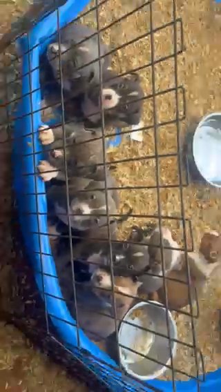Pocket Bullies For For Pet Home in Montgomery, Alabama