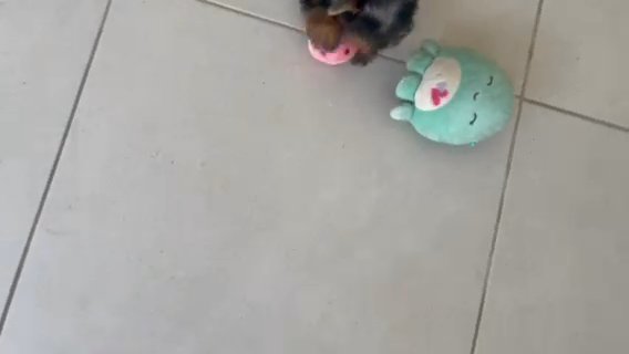 Precious Yorkshire in Houston, Texas